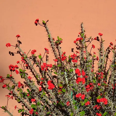 Cosy Holiday Home In Pompei With Garden Holiday home